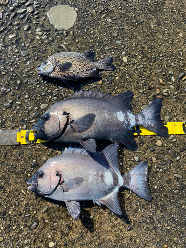 イシダイの釣果