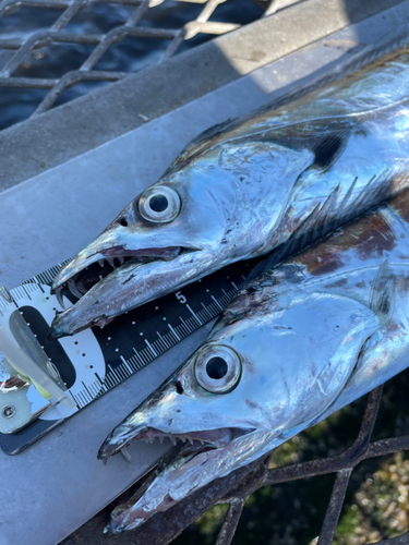 タチウオの釣果