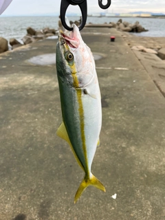 イナダの釣果