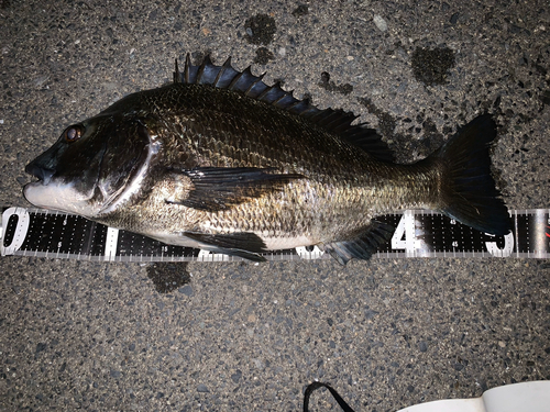 クロダイの釣果