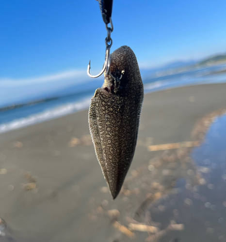 シタビラメの釣果