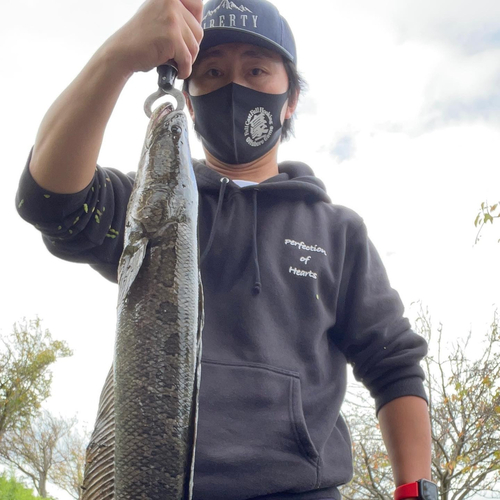 ライギョの釣果