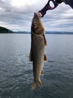 ニゴイの釣果