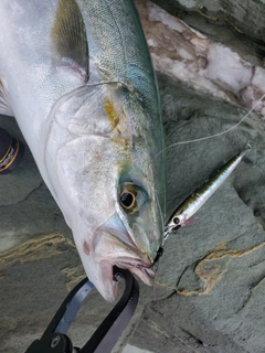 ヤズの釣果