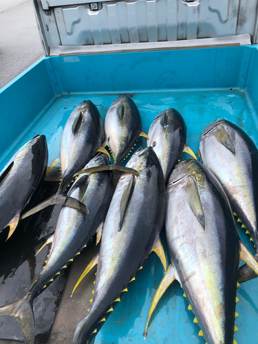 キハダマグロの釣果