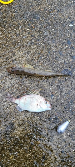 チャリコの釣果