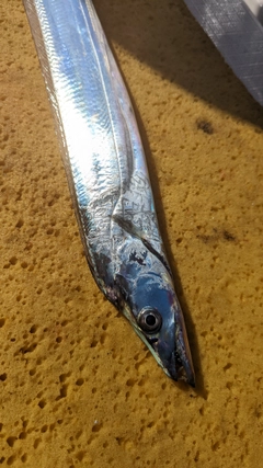 タチウオの釣果