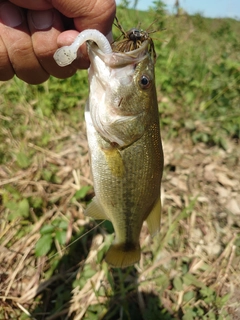 ラージマウスバスの釣果