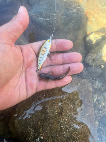 カジカの釣果