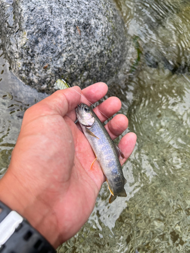 ニッコウイワナの釣果