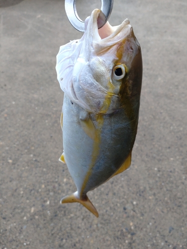 ショゴの釣果