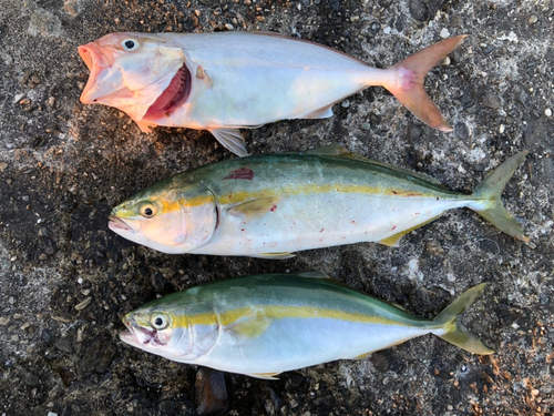 イナダの釣果