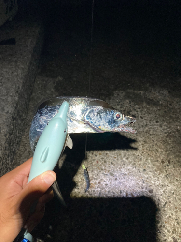 タチウオの釣果