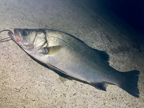 フッコ（ヒラスズキ）の釣果