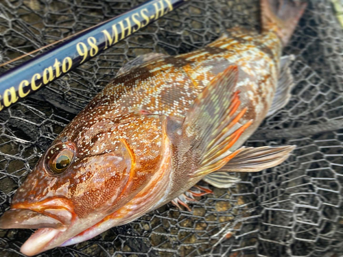 アイナメの釣果