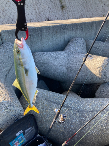 ハマチの釣果