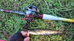 ナマズの釣果