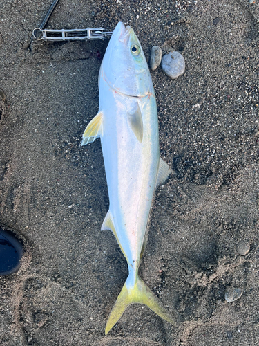 メジロの釣果