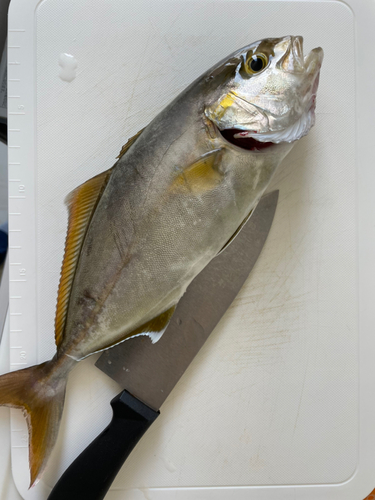 シオの釣果