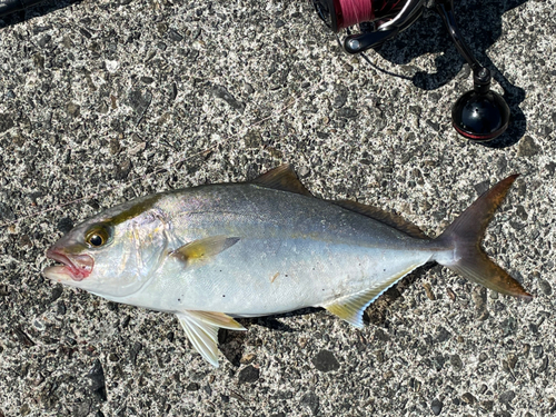 ネイリの釣果