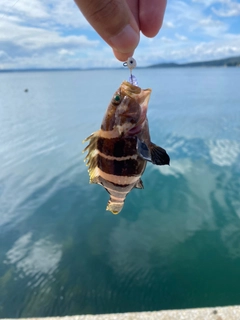 アオハタの釣果