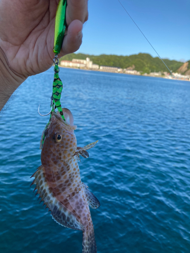 オオモンハタの釣果