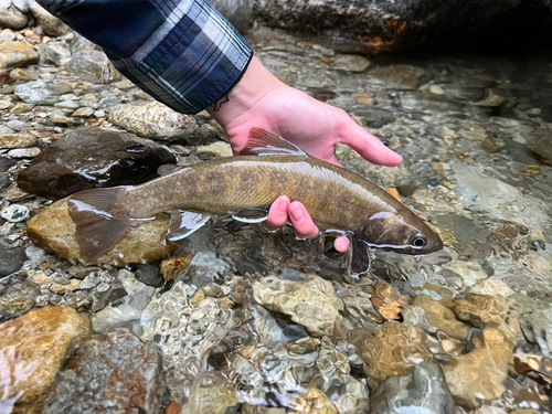 ニッコウイワナの釣果