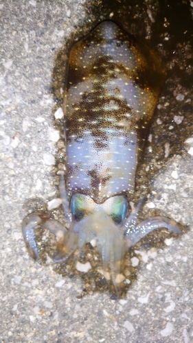 イカの釣果