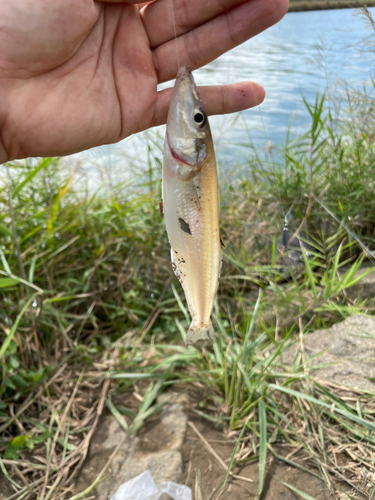 キスの釣果