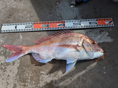 タイの釣果