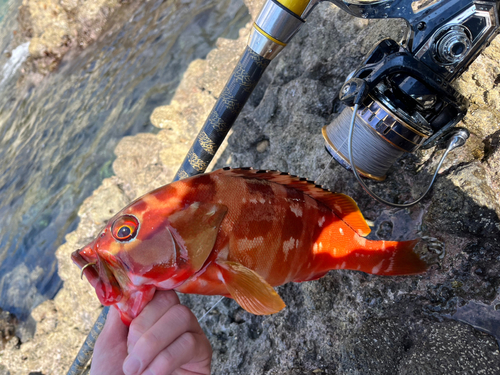 アカハタの釣果