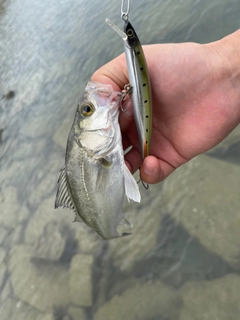 スズキの釣果