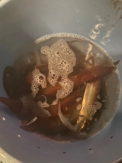 スルメイカの釣果