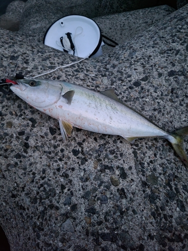 メジロの釣果