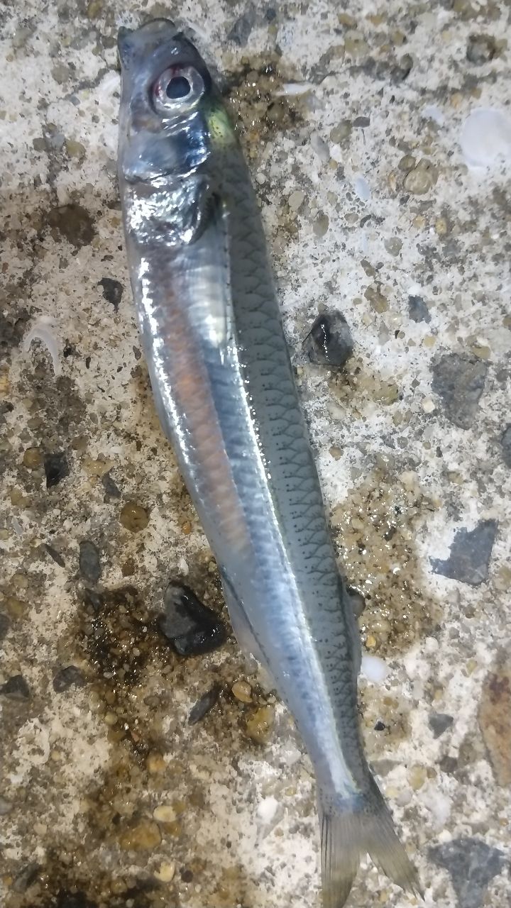 トウゴロウイワシ