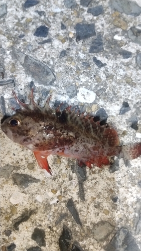 ハオコゼの釣果