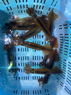 スルメイカの釣果