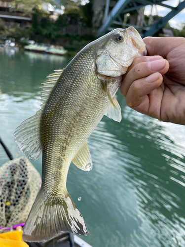 ラージマウスバスの釣果