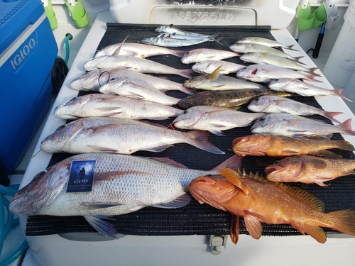 マダイの釣果