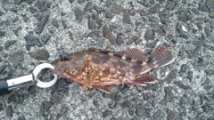 アラカブの釣果