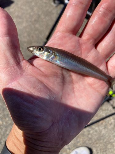 キスの釣果