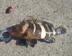 アオハタの釣果
