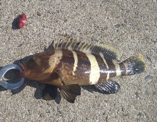 アオハタの釣果