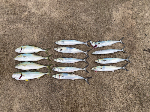 ハマチの釣果