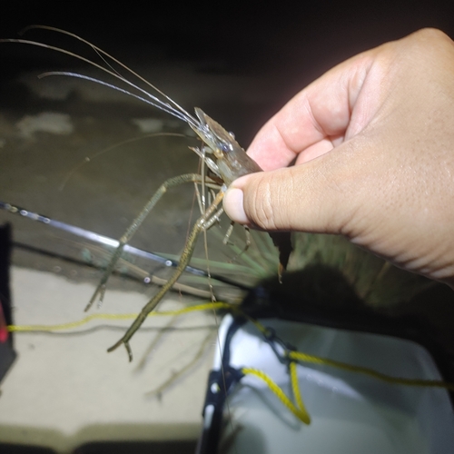 テナガエビの釣果