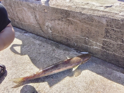 エソの釣果