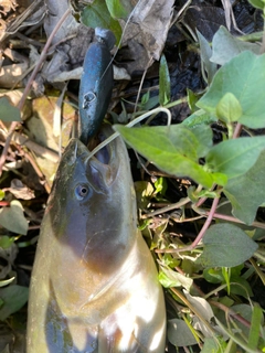 ナマズの釣果