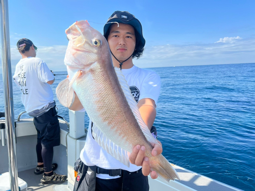 シロアマダイの釣果