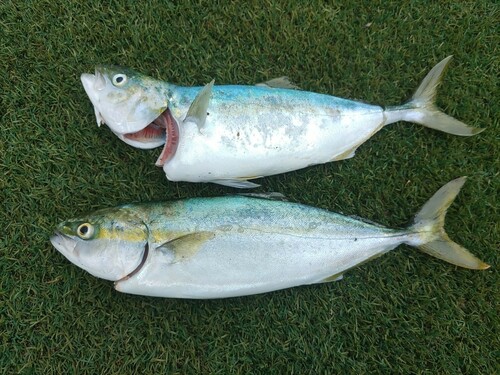 ワカシの釣果