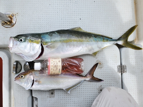 ハマチの釣果